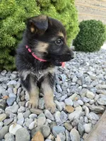 Cleo, a female German Shepherd Dog for sale in Auburn, KY – 3 of 3