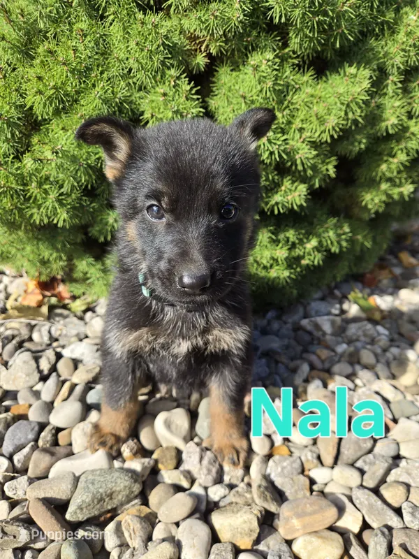 Nala – German Shepherd Dog puppy for sale in Auburn, KY