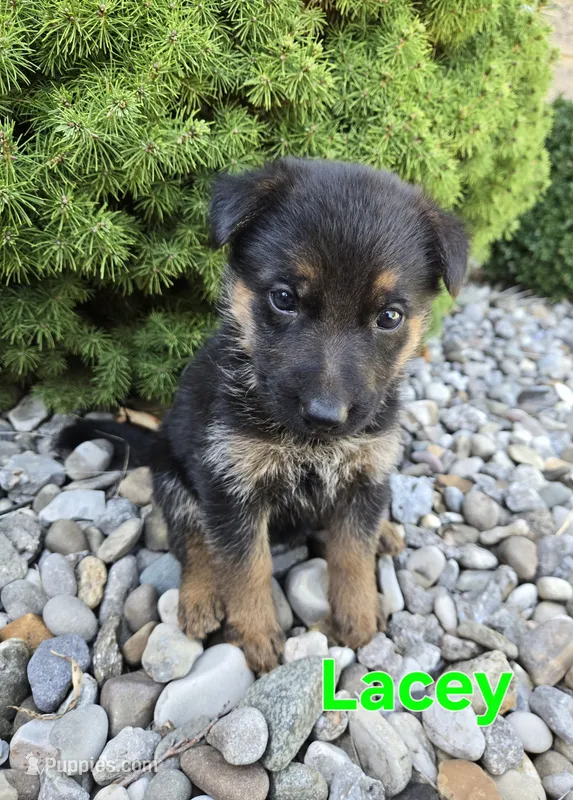 Lacey – German Shepherd Dog puppy for sale in Auburn, KY