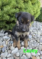 Lacey, a female German Shepherd Dog for sale in Auburn, KY – 1 of 3