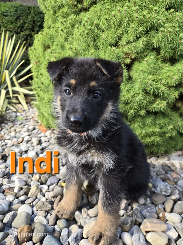 Indi – German Shepherd Dog puppy for sale in Auburn, KY