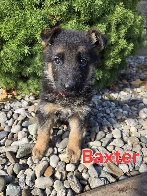 Baxter – German Shepherd Dog puppy for sale in Auburn, KY