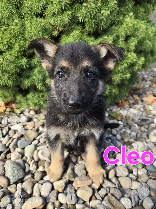 Cleo – German Shepherd Dog puppy for sale in Auburn, KY