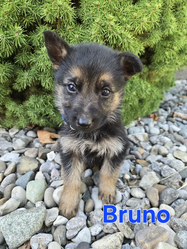 Bruno – German Shepherd Dog puppy for sale in Auburn, KY