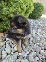 Bruno, a male German Shepherd Dog for sale in Auburn, KY – 3 of 3