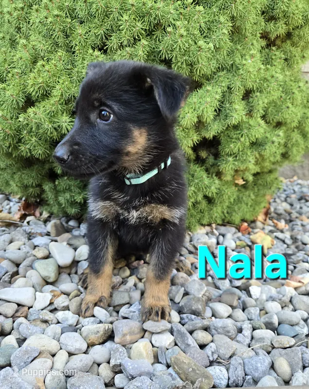 Nala – German Shepherd Dog puppy for sale in Auburn, KY