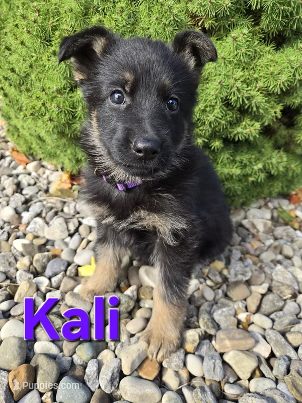 Kali – German Shepherd Dog puppy for sale in Auburn, KY
