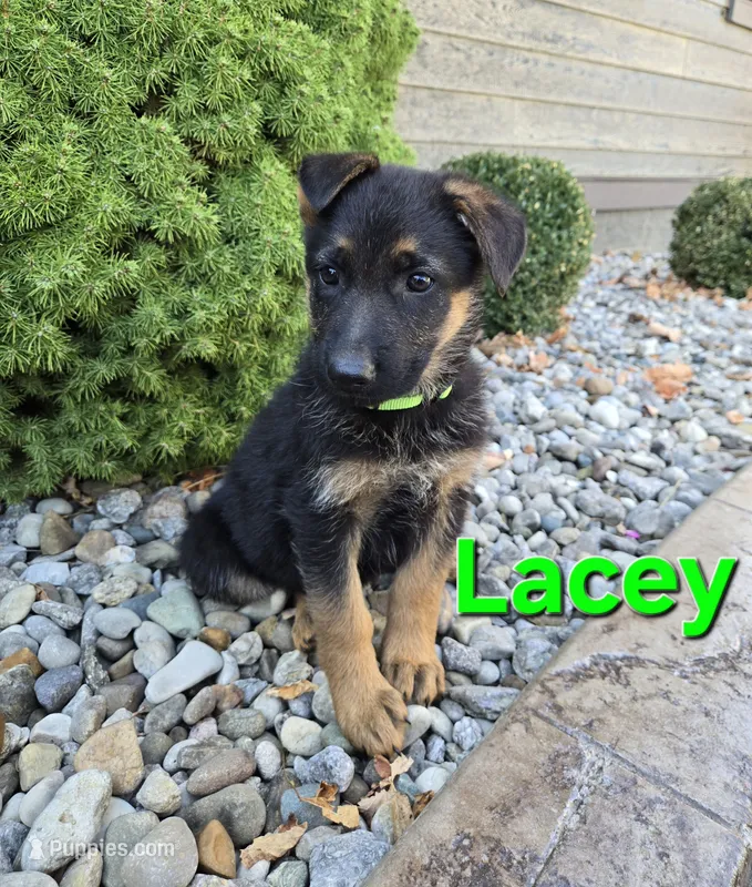Lacey – German Shepherd Dog puppy for sale in Auburn, KY