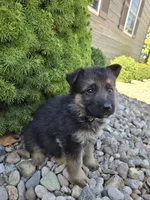 Axel, a male German Shepherd Dog for sale in Auburn, KY – 3 of 3