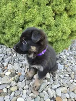 Kali, a female German Shepherd Dog for sale in Auburn, KY – 3 of 3