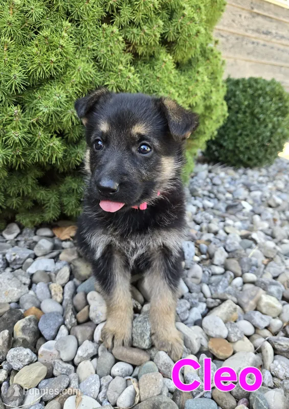 Cleo – German Shepherd Dog puppy for sale in Auburn, KY