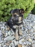 Axel, a male German Shepherd Dog for sale in Auburn, KY – 2 of 3