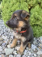 Baxter, a male German Shepherd Dog for sale in Auburn, KY – 2 of 3