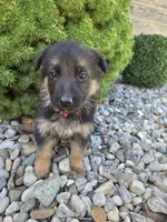 Baxter, a male German Shepherd Dog for sale in Auburn, KY – 3 of 3