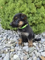 Lacey, a female German Shepherd Dog for sale in Auburn, KY – 2 of 3