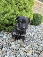 Kali, a female German Shepherd Dog for sale in Auburn, KY – 2 of 3