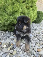 Indi, a female German Shepherd Dog for sale in Auburn, KY – 2 of 3