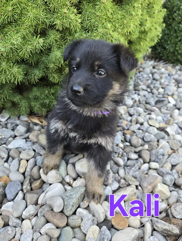Kali – German Shepherd Dog puppy for sale in Auburn, KY