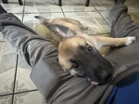 Koa , a male German Shepherd Dog and Great Pyrenees for sale in Santa Ana, CA – 3 of 5