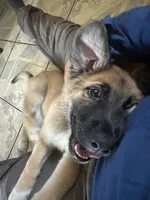Koa , a male German Shepherd Dog and Great Pyrenees for sale in Santa Ana, CA – 2 of 5