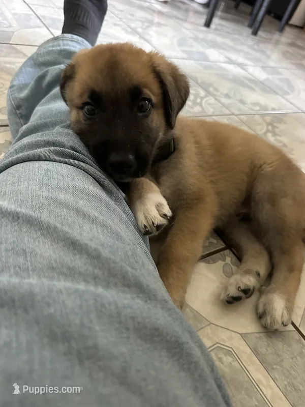 Koa  – German Shepherd Dog, Great Pyrenees puppy for sale in Santa Ana, CA