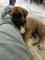 Koa , a male German Shepherd Dog and Great Pyrenees for sale in Santa Ana, CA – 1 of 5