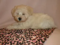 AKC pedigee White Supercoat female Dakota, a female Miniature Schnauzer for sale in San Diego, CA – 5 of 10