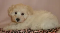 AKC pedigee White Supercoat female Dakota, a female Miniature Schnauzer for sale in San Diego, CA – 6 of 10