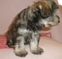 AKC Female Supercoat Olimpia, a female Miniature Schnauzer for sale in San Diego, CA – 5 of 10