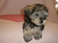 AKC Female Supercoat Olimpia, a female Miniature Schnauzer for sale in San Diego, CA – 10 of 10