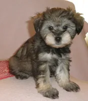 AKC Female Supercoat Olimpia, a female Miniature Schnauzer for sale in San Diego, CA – 2 of 10