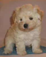 AKC Perigree cream male JINGLES, a male Miniature Schnauzer for sale in San Diego, CA – Photo 6 of 10