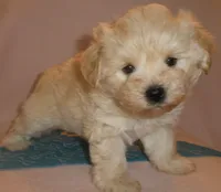 AKC Perigree cream male JINGLES, a male Miniature Schnauzer for sale in San Diego, CA – Photo 4 of 10