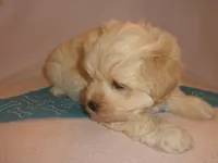 AKC Perigree cream male JINGLES, a male Miniature Schnauzer for sale in San Diego, CA – Photo 5 of 10