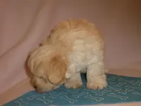 AKC Perigree cream male JINGLES, a male Miniature Schnauzer for sale in San Diego, CA – Photo 7 of 10