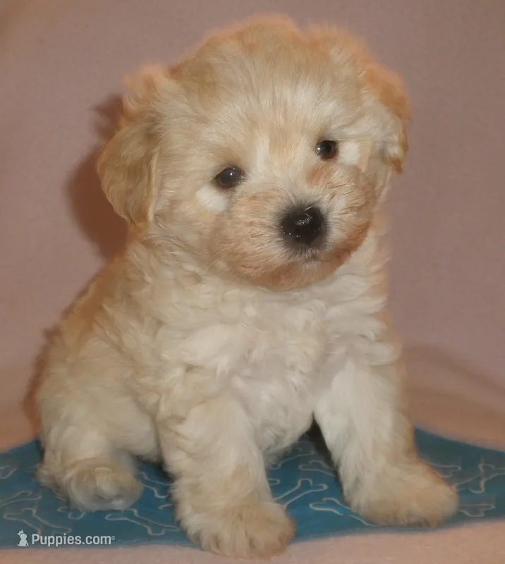 AKC Perigree cream male JINGLES – Miniature Schnauzer puppy for sale in San Diego, CA