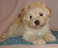 AKC Perigree cream male JINGLES, a male Miniature Schnauzer for sale in San Diego, CA – Photo 10 of 10