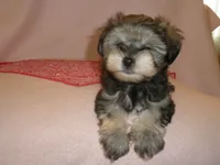 AKC Female Supercoat Olimpia, a female Miniature Schnauzer for sale in San Diego, CA – 8 of 10
