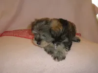 AKC Female Supercoat Olimpia, a female Miniature Schnauzer for sale in San Diego, CA – 9 of 10