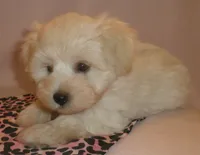 AKC pedigee White Supercoat female Dakota, a female Miniature Schnauzer for sale in San Diego, CA – 3 of 10