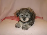 AKC Female Supercoat Olimpia, a female Miniature Schnauzer for sale in San Diego, CA – 4 of 10