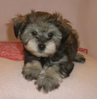 AKC Female Supercoat Olimpia, a female Miniature Schnauzer for sale in San Diego, CA – 1 of 10
