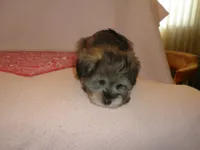 AKC Female Supercoat Olimpia, a female Miniature Schnauzer for sale in San Diego, CA – 6 of 10