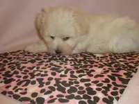 AKC pedigee White Supercoat female Dakota, a female Miniature Schnauzer for sale in San Diego, CA – 10 of 10