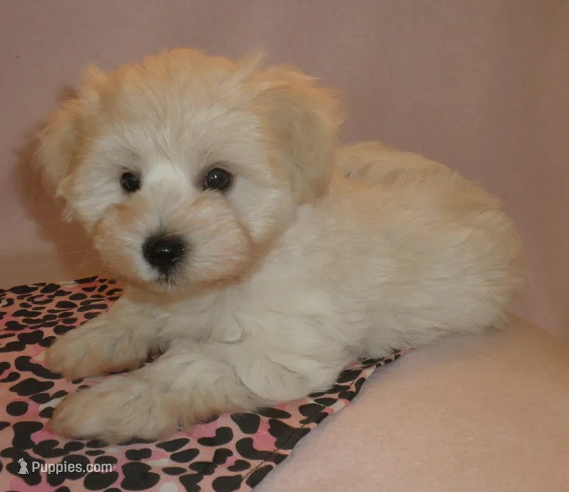 AKC pedigee White Supercoat female Dakota – Miniature Schnauzer puppy for sale in San Diego, CA