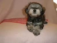AKC Female Supercoat Olimpia, a female Miniature Schnauzer for sale in San Diego, CA – 7 of 10