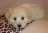 AKC pedigee White Supercoat female Dakota, a female Miniature Schnauzer for sale in San Diego, CA – 9 of 10