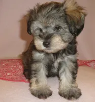 AKC Female Supercoat Olimpia, a female Miniature Schnauzer for sale in San Diego, CA – 3 of 10
