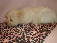 AKC pedigee White Supercoat female Dakota, a female Miniature Schnauzer for sale in San Diego, CA – 2 of 10