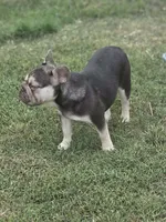 cocoa and tan merle BIG ROPE, a female French Bulldog for sale in Seminole, OK – 3 of 3